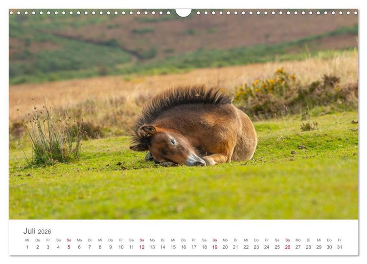Produktbild: Exmoor Ponnys - Die letzten Ihrer Art (Wandkalender 2026 DIN A3 quer), CALVENDO Monatskalender