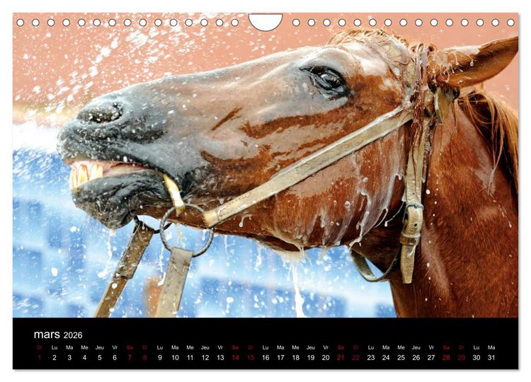 Produktbild: Les chevaux du Maroc (Calendrier mural 2026 DIN A4 vertical), CALVENDO calendrier mensuel