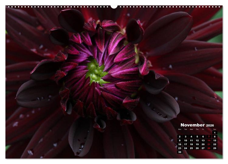 Produktbild: Magical Dahlias (High Quality Premium Wall Calendar 2026 DIN A2 landscape),CALVENDO 12 Month Wall Calendar