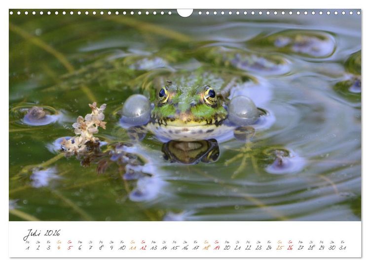 Produktbild: Frosch Karl, Hans und Max im Einklang der Natur (Wandkalender 2026 DIN A3 quer), CALVENDO Monatskalender