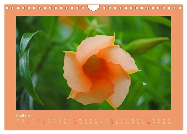 Produktbild: Aloha Bl&uuml;tenzauber aus Hawaii (Wandkalender 2026 DIN A4 quer), CALVENDO Monatskalender