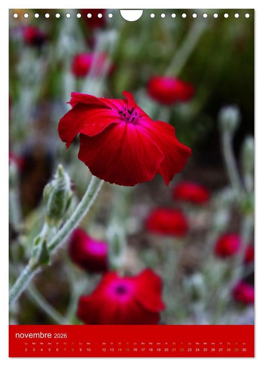 Produktbild: Senteurs florales (Calendrier mural 2026 DIN A4 horizontal), CALVENDO calendrier mensuel