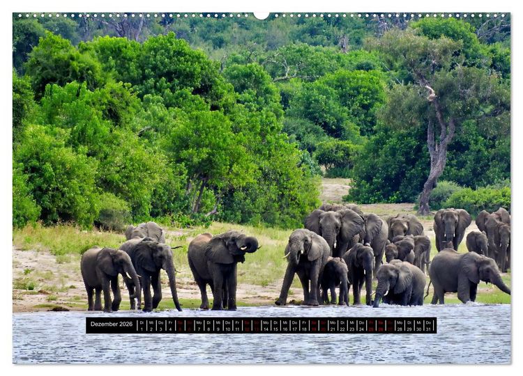 Produktbild: Afrika - Vielfalt in Flora und Fauna (Wandkalender 2026 DIN A2 quer), CALVENDO Monatskalender