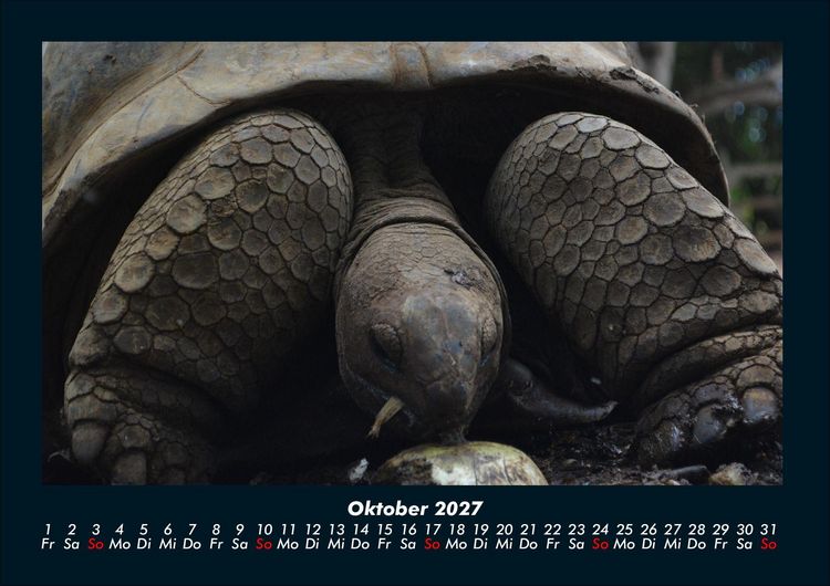 Produktbild: Schildkr&ouml;tenzauber 2027 Fotokalender DIN A4