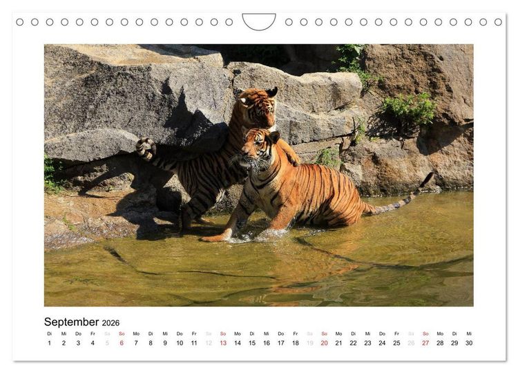 Produktbild: Tiger 2026 (Wandkalender 2026 DIN A4 quer), CALVENDO Monatskalender