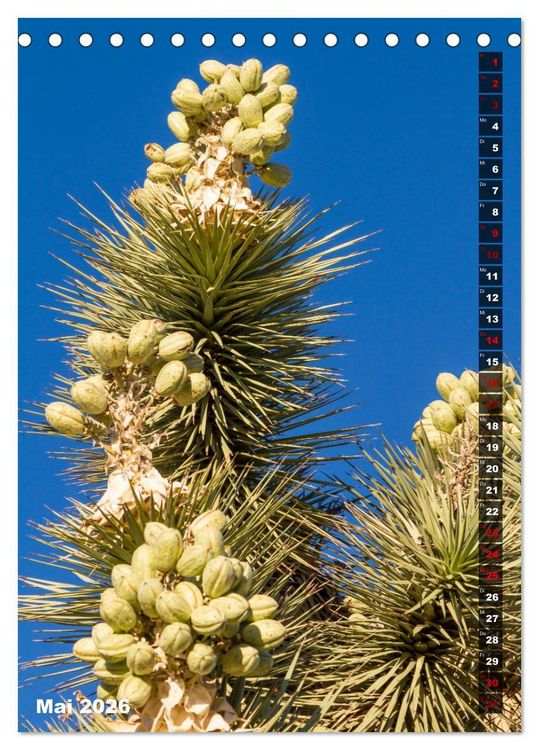 Produktbild: Impressionen aus dem JOSHUA TREE NATIONAL PARK (Tischkalender 2026 DIN A5 hoch), CALVENDO Monatskalender