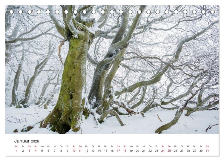Produktbild: Im Deutschen Wald (Tischkalender 2026 DIN A5 quer), CALVENDO Monatskalender