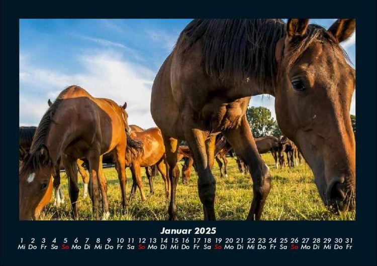 Produktbild: Die Welt der Pferde 2025 Fotokalender DIN A4