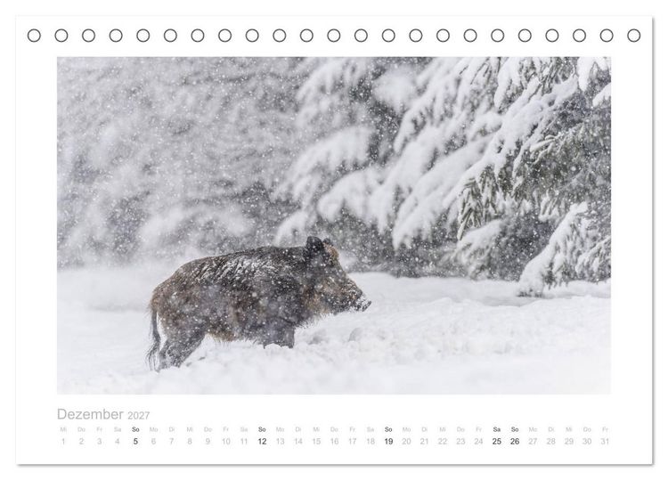 Produktbild: Wildschweine &ndash; Wildlife Fotografien (Tischkalender 2027 DIN A5 quer), CALVENDO Monatskalender