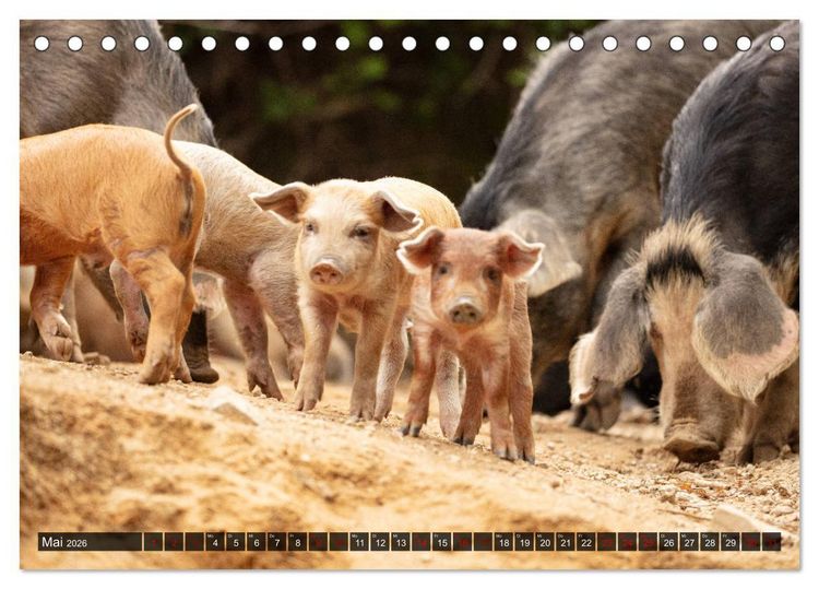 Produktbild: Korsika - s&uuml;&szlig;e, wilde Schweinchen (Tischkalender 2026 DIN A5 quer), CALVENDO Monatskalender