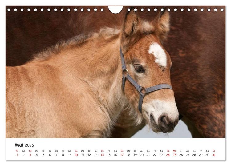Produktbild: Kaltblut - schwere Pferde mit Herz (Wandkalender 2026 DIN A4 quer), CALVENDO Monatskalender