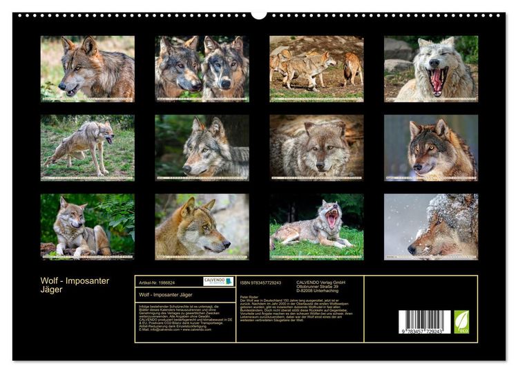 Produktbild: Wolf - Imposanter J&auml;ger (hochwertiger Premium Wandkalender 2026 DIN A2 quer), Kunstdruck in Hochglanz