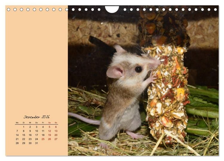 Produktbild: Mausige Zeiten! Putzige Gesellen mit Knopfaugen (Wandkalender 2026 DIN A4 quer), CALVENDO Monatskalender