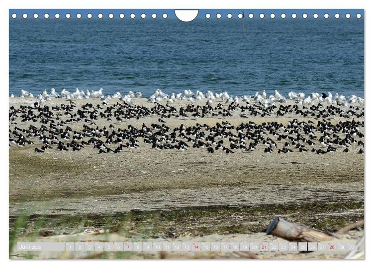 Produktbild: Amrum, die Perle in der Nordsee (Wandkalender 2026 DIN A4 quer), CALVENDO Monatskalender