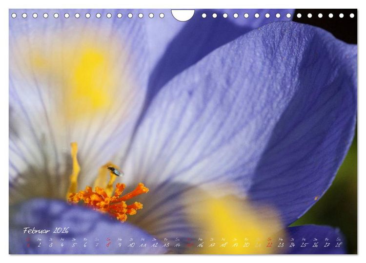 Produktbild: Bl&uuml;tenzauber in meinem Garten (Wandkalender 2026 DIN A4 quer), CALVENDO Monatskalender