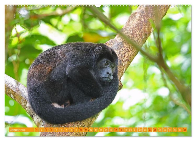 Produktbild: Wildes Costa Rica (Wandkalender 2026 DIN A2 quer), CALVENDO Monatskalender