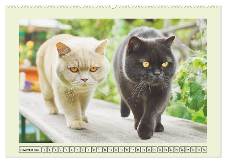 Produktbild: British Shorthair. Sanfte W&uuml;rde und Katzengl&uuml;ck im Gr&uuml;nen (hochwertiger Premium Wandkalender 2026 DIN A2 quer), Kunstdruck in Hochglanz