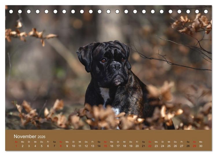 Produktbild: Boxer - charmante Herzensbrecher (Tischkalender 2026 DIN A5 quer), CALVENDO Monatskalender