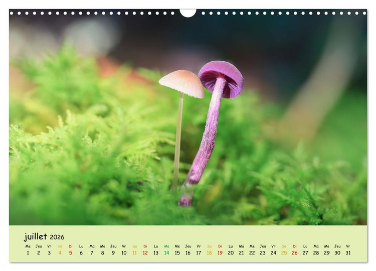 Produktbild: Champignons tout en couleurs (Calendrier mural 2026 DIN A3 vertical), CALVENDO calendrier mensuel