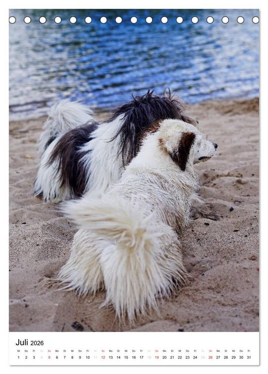 Produktbild: Hundefreunde (Tischkalender 2026 DIN A5 hoch), CALVENDO Monatskalender