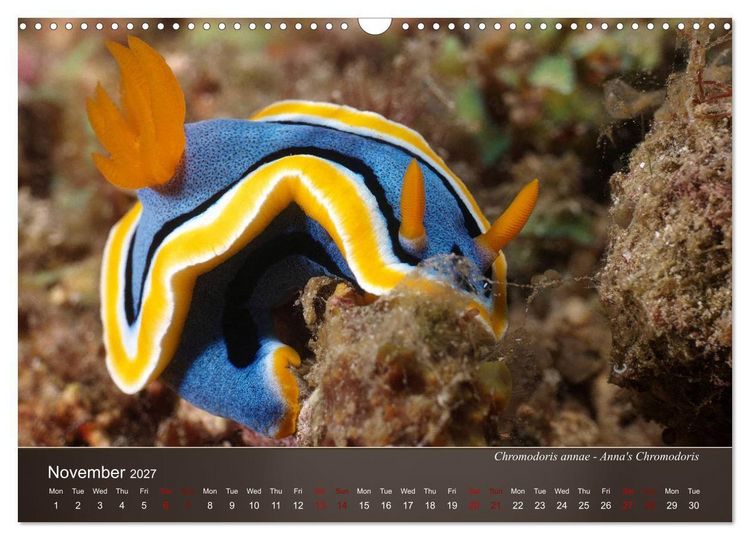 Produktbild: Nudibranchs on the ocean floor (Wall Calendar 2027 DIN A3 landscape), CALVENDO 12 Month Wall Calendar