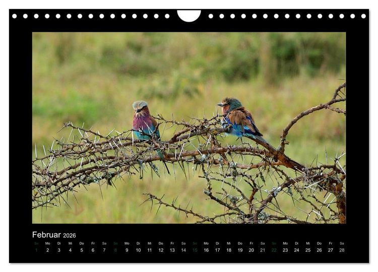 Produktbild: Wilde Tiere Afrikas (Wandkalender 2026 DIN A4 quer), CALVENDO Monatskalender