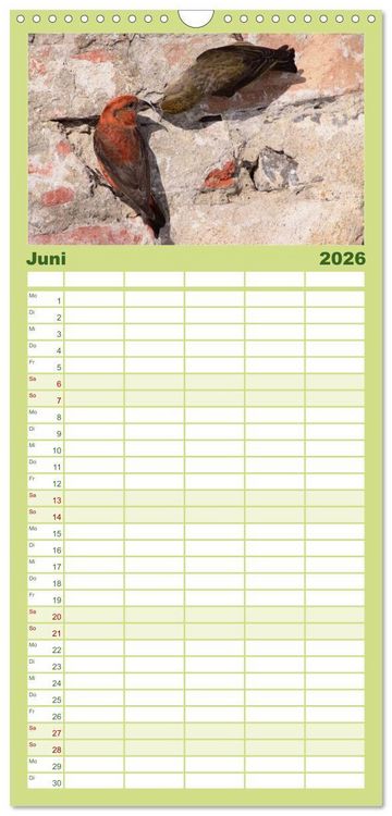 Produktbild: Familienplaner 2026 - Die farbenfrohe Welt der Finken mit 5 Spalten (Wandkalender, 21 x 45 cm) CALVENDO