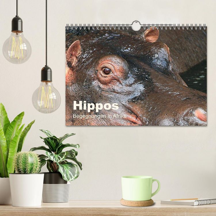 Produktbild: Hippos - Begegnungen in Afrika (Wandkalender 2026 DIN A4 quer), CALVENDO Monatskalender