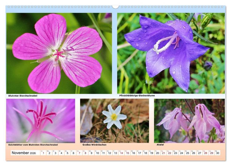 Produktbild: Alpiner Bl&uuml;tenzauber (Wandkalender 2026 DIN A2 quer), CALVENDO Monatskalender