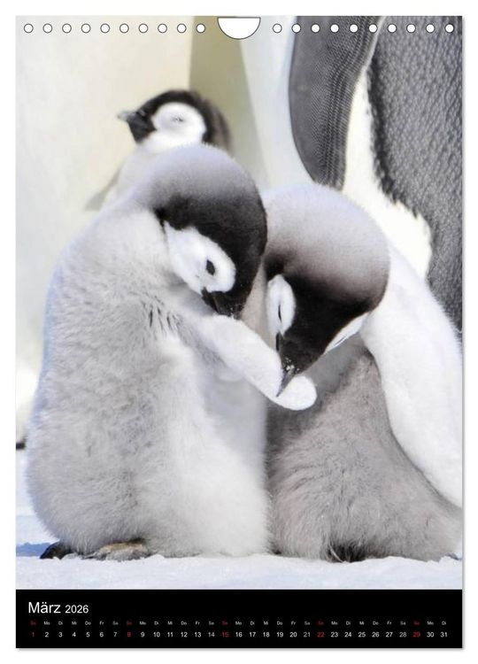 Produktbild: Pinguine - Wackeln im Thermo-Frack (Wandkalender 2026 DIN A4 hoch), CALVENDO Monatskalender