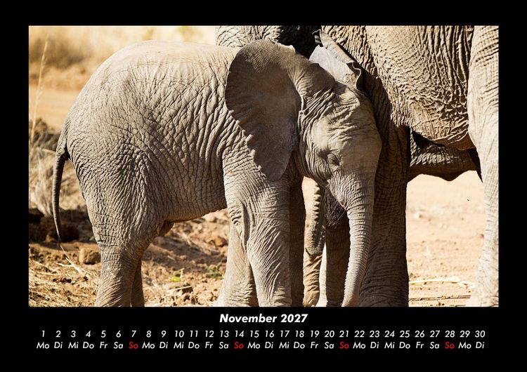 Produktbild: Der Elefantenkalender 2027 Fotokalender DIN A3