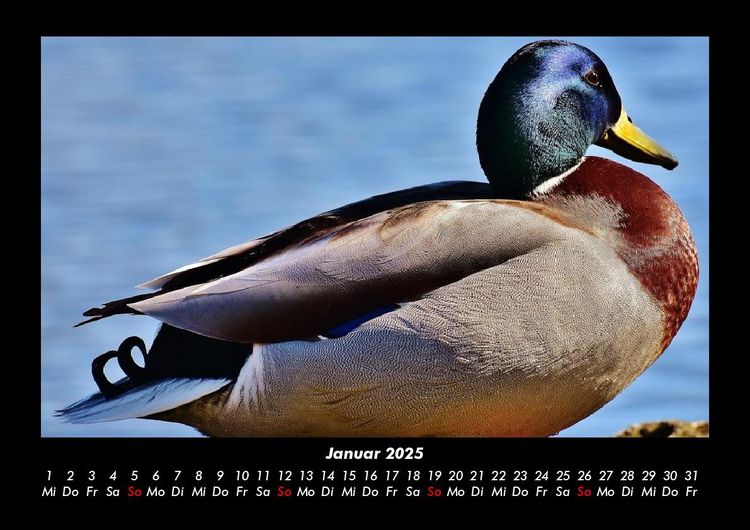 Produktbild: Enten 2025 Fotokalender DIN A3