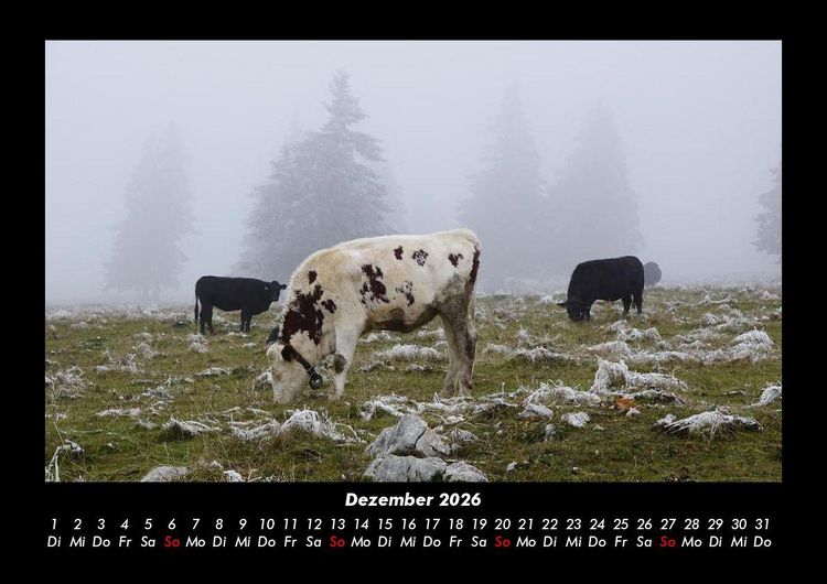 Produktbild: Kuhkalender 2026 Fotokalender DIN A3