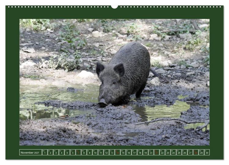 Produktbild: Schweinkram - Die Wildschweine sind los (hochwertiger Premium Wandkalender 2027 DIN A2 quer), Kunstdruck in Hochglanz