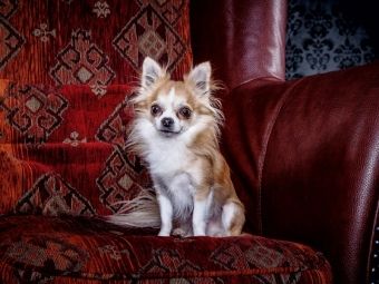 Produktbild: CALVENDO Puzzle Chihuahuas - Cool & nett | 1000 Teile Lege-Gr&ouml;&szlig;e 64x48cm Foto-Puzzle f&uuml;r gl&uuml;ckliche Stunden