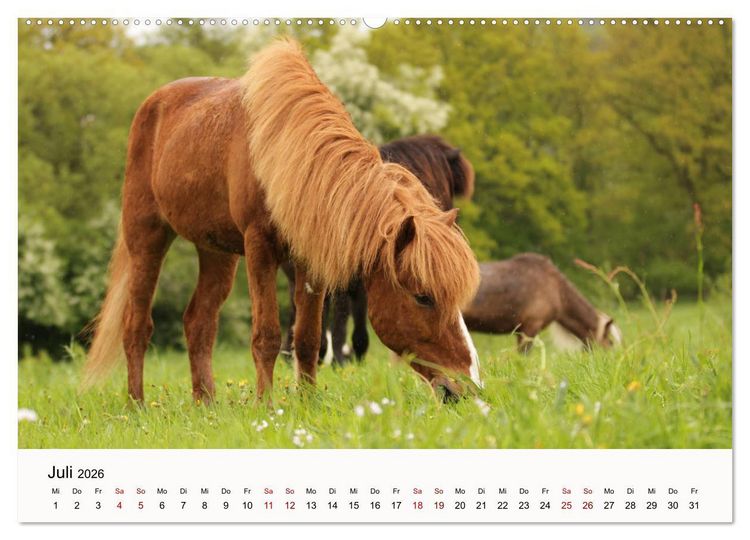 Produktbild: Isl&auml;nder - icelandic horses (Wandkalender 2026 DIN A2 quer), CALVENDO Monatskalender