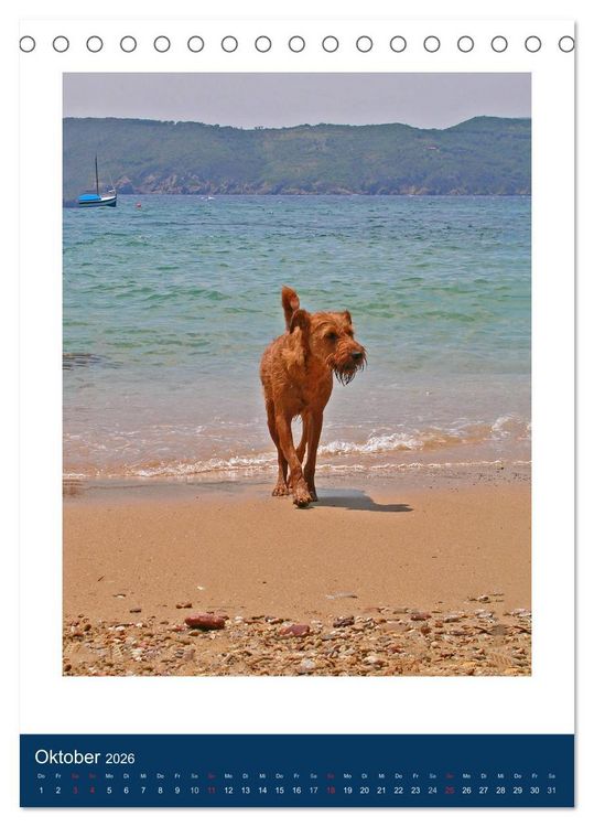 Produktbild: Kelly - Ein Irish Terrier macht Urlaub (Tischkalender 2026 DIN A5 hoch), CALVENDO Monatskalender