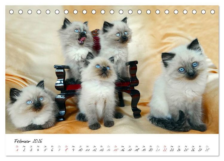 Produktbild: Katzenparade (Tischkalender 2026 DIN A5 quer), CALVENDO Monatskalender