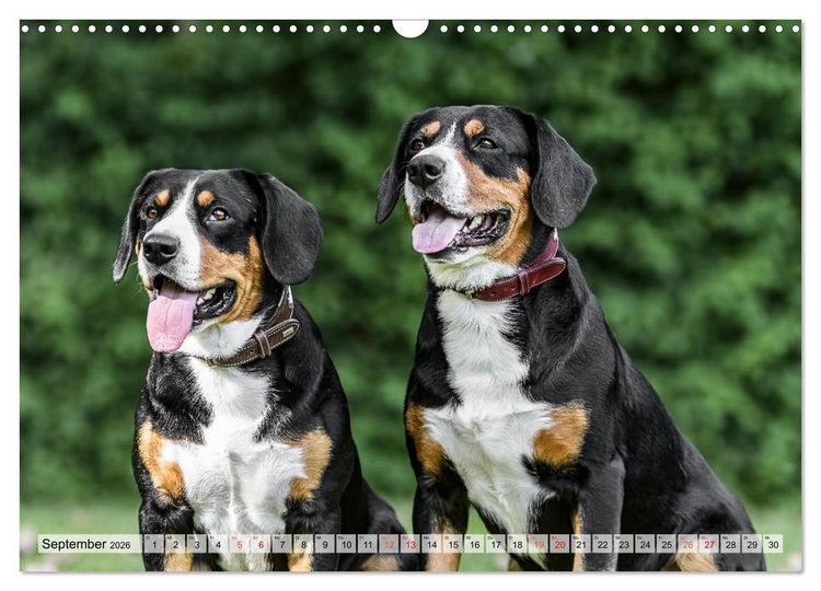 Produktbild: Entlebucher - Temperamentvolle Schweizer Sennenhunde (Wandkalender 2026 DIN A3 quer), CALVENDO Monatskalender