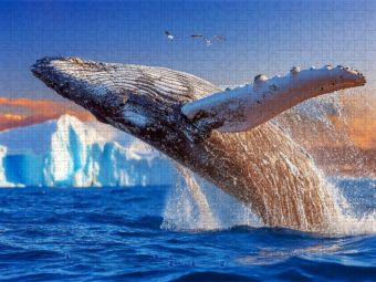 Produktbild: CALVENDO Puzzle Mit Eleganz hoch hinaus | 1000 Teile Lege-Gr&ouml;&szlig;e 64x48cm Foto-Puzzle f&uuml;r gl&uuml;ckliche Stunden