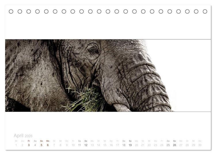 Produktbild: Serengeti Panorama (Tischkalender 2026 DIN A5 quer), CALVENDO Monatskalender