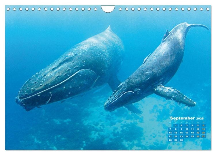 Produktbild: Buckelwale: Aus den blauen Tiefen der Ozeane (Wandkalender 2026 DIN A4 quer), CALVENDO Monatskalender