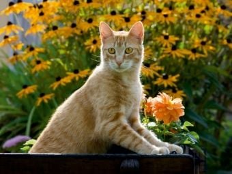 Produktbild: CALVENDO Puzzle Neugierige rot getigerter Katze in einem bl&uuml;henden Garten | 1000 Teile Lege-Gr&ouml;&szlig;e 64x48cm Foto-Puzzle f&uuml;r gl&uuml;ckliche Stunden