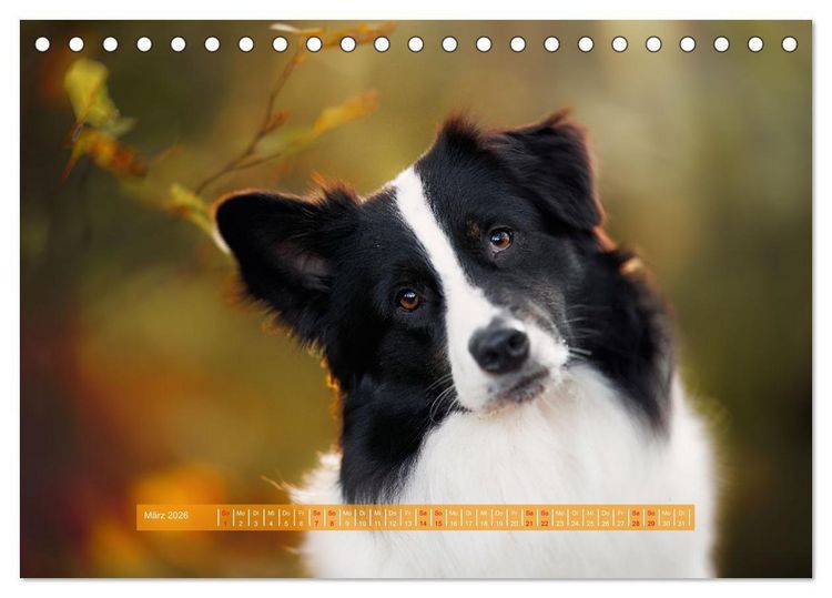 Produktbild: H&uuml;tehunde - H&uuml;ter der Herzen (Tischkalender 2026 DIN A5 quer), CALVENDO Monatskalender