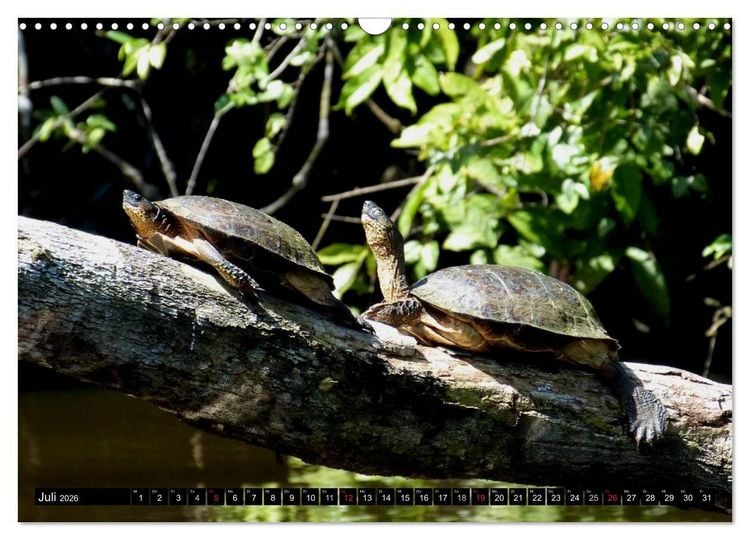 Produktbild: Regenwald &bull; Tiere im Dschungel (Wandkalender 2026 DIN A3 quer), CALVENDO Monatskalender