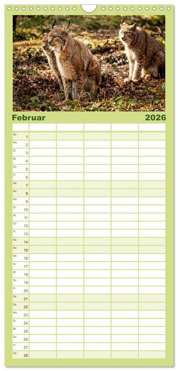 Produktbild: Familienplaner 2026 - Der Luchs - Begegnungen mit einer Raubkatze mit 5 Spalten (Wandkalender, 21 x 45 cm) CALVENDO