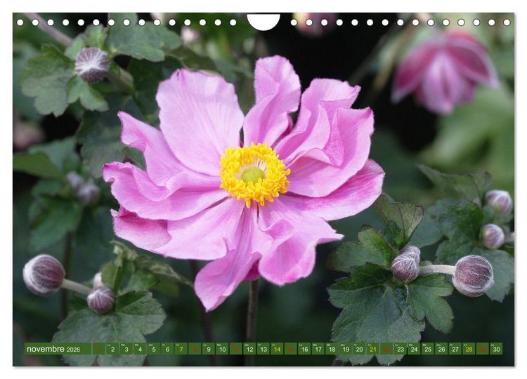 Produktbild: La beaut&eacute; des fleurs (Calendrier mural 2026 DIN A4 vertical), CALVENDO calendrier mensuel