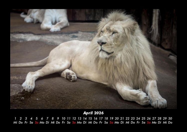 Produktbild: L&ouml;wen in der Wildnis 2026 Fotokalender DIN A3