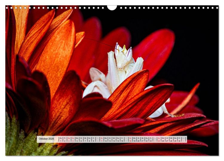 Produktbild: Die Orchideen Gottesanbeterin (Wandkalender 2026 DIN A3 quer), CALVENDO Monatskalender