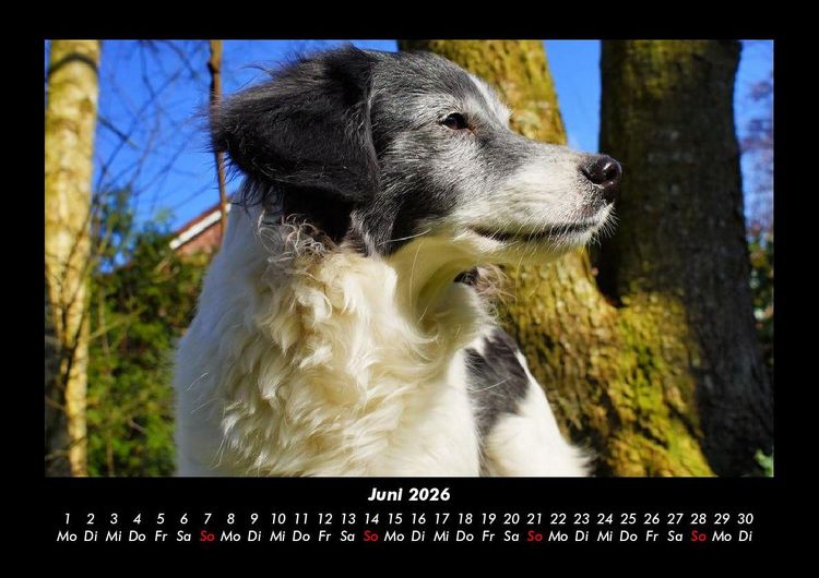Produktbild: Der Hundekalender 2026 Fotokalender DIN A3